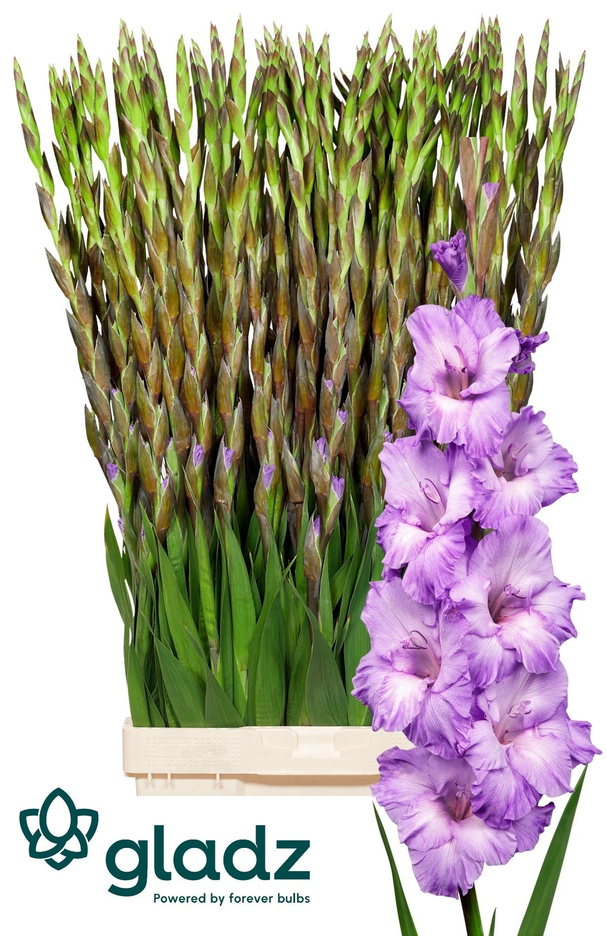 Gladiolus Milka 130cm 200gram