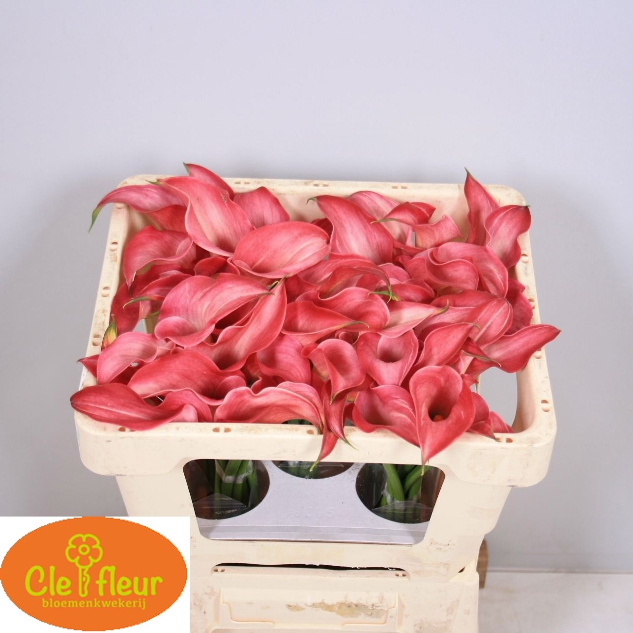 Calla Claudia 45cm