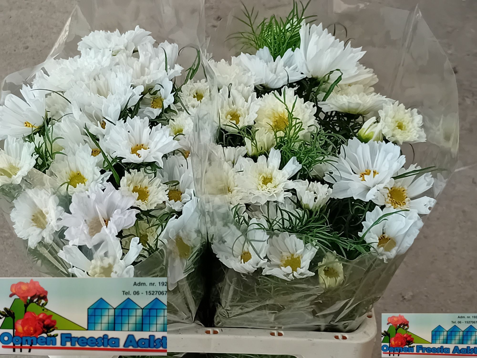 Cosmos Bipinnatus 60cm