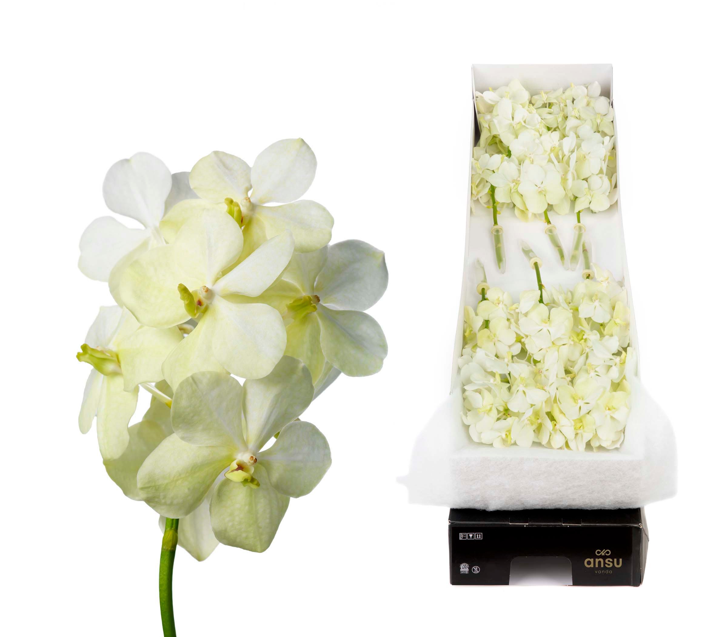 Vanda Tayanee White