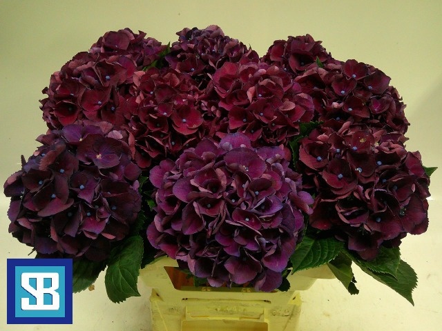 Hydrangea Royal King 60cm 16Ø