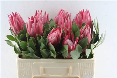 Protea Madiba 50cm