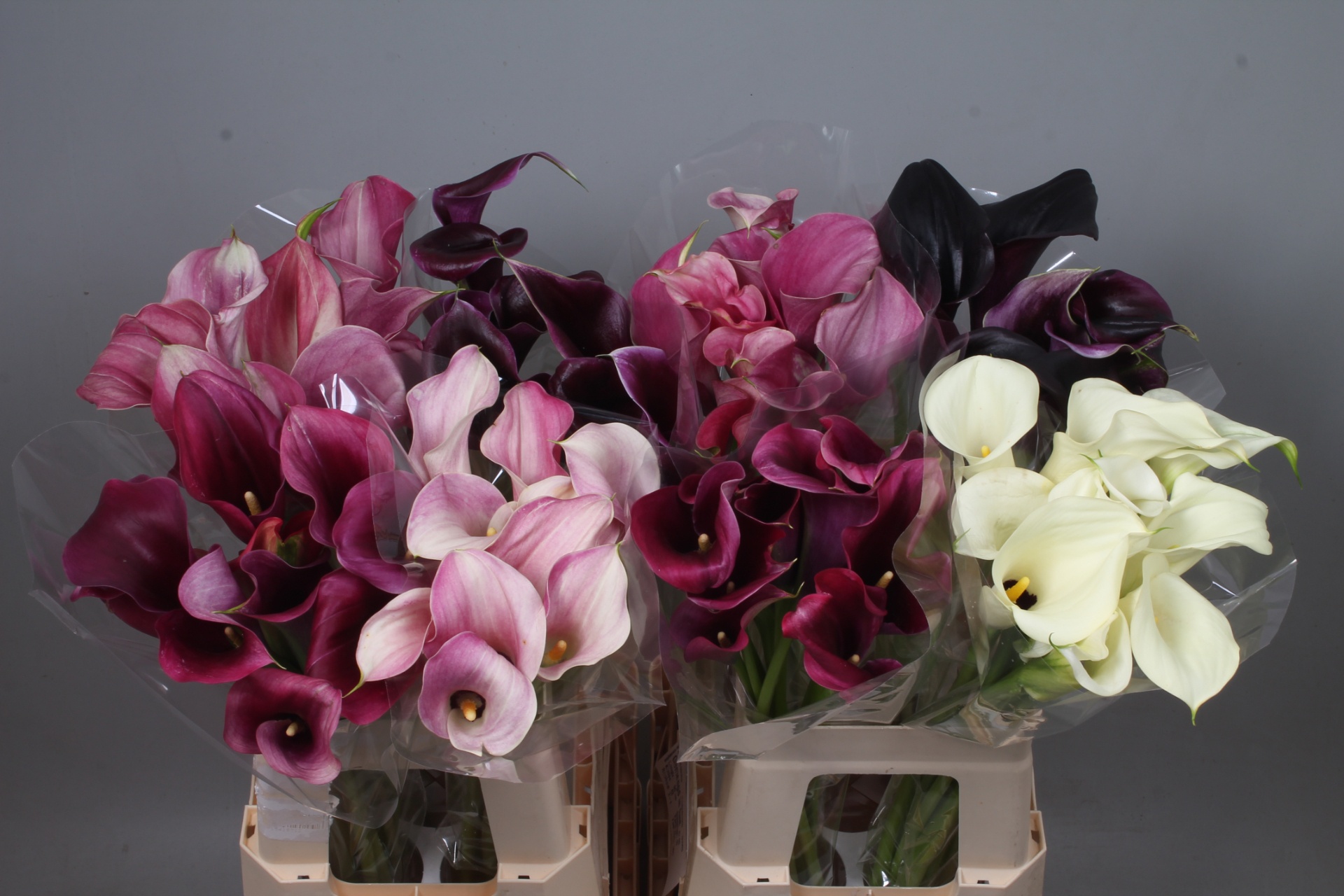 Calla Assorted 60cm
