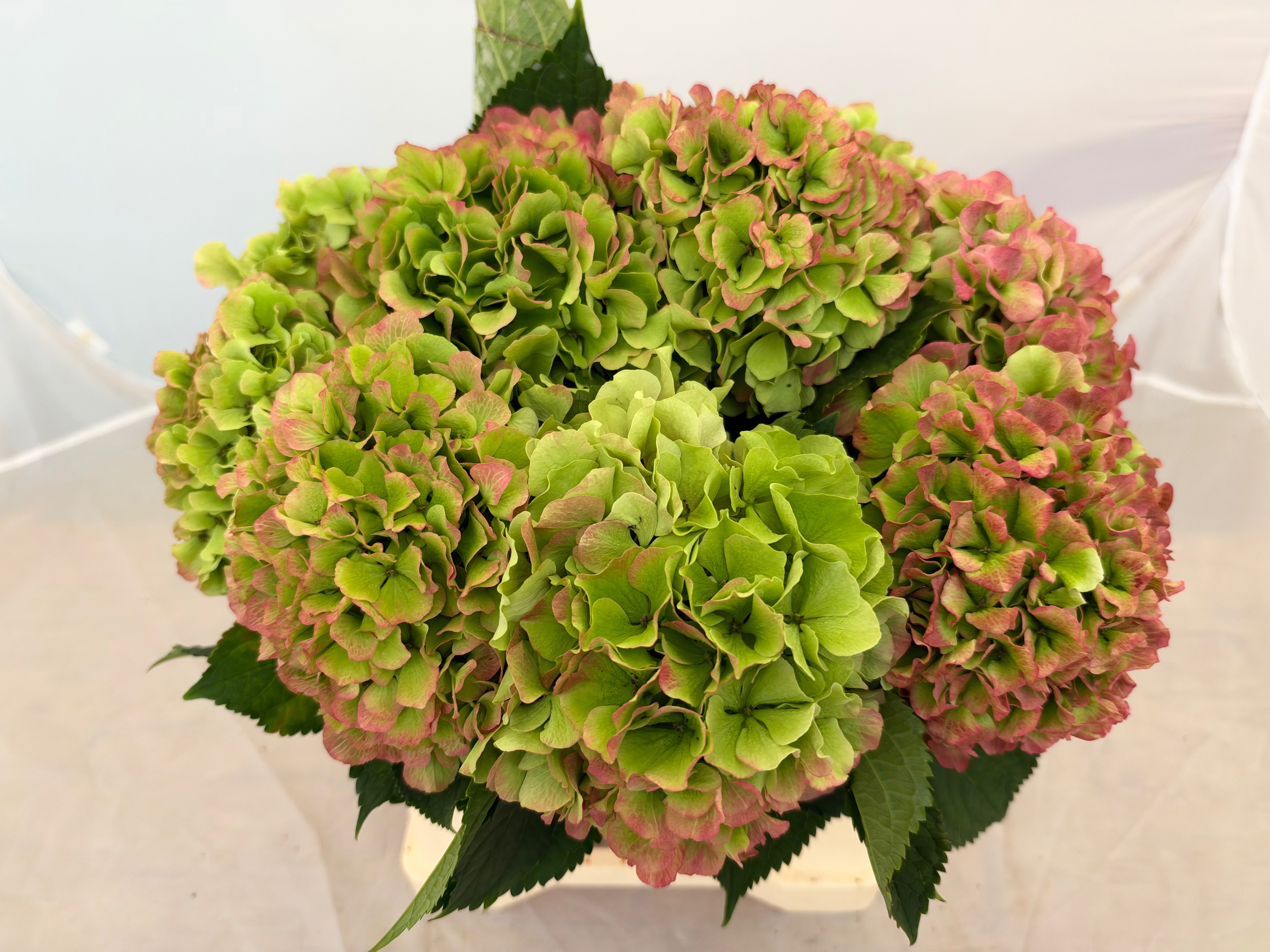 Hydrangea Verena Classic Pink 40cm 18Ø