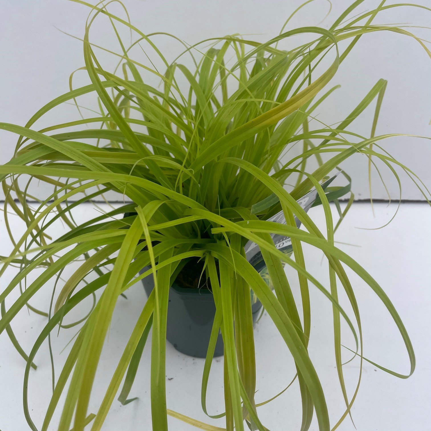 Carex 'Everillo'