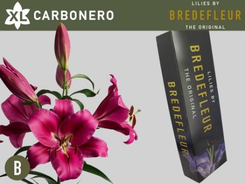 Li Ot Carbonero
