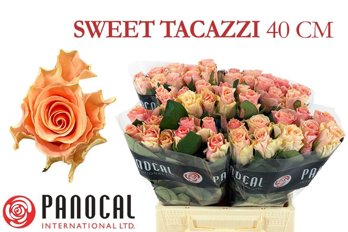 R Gr Sweet Tacazzi+