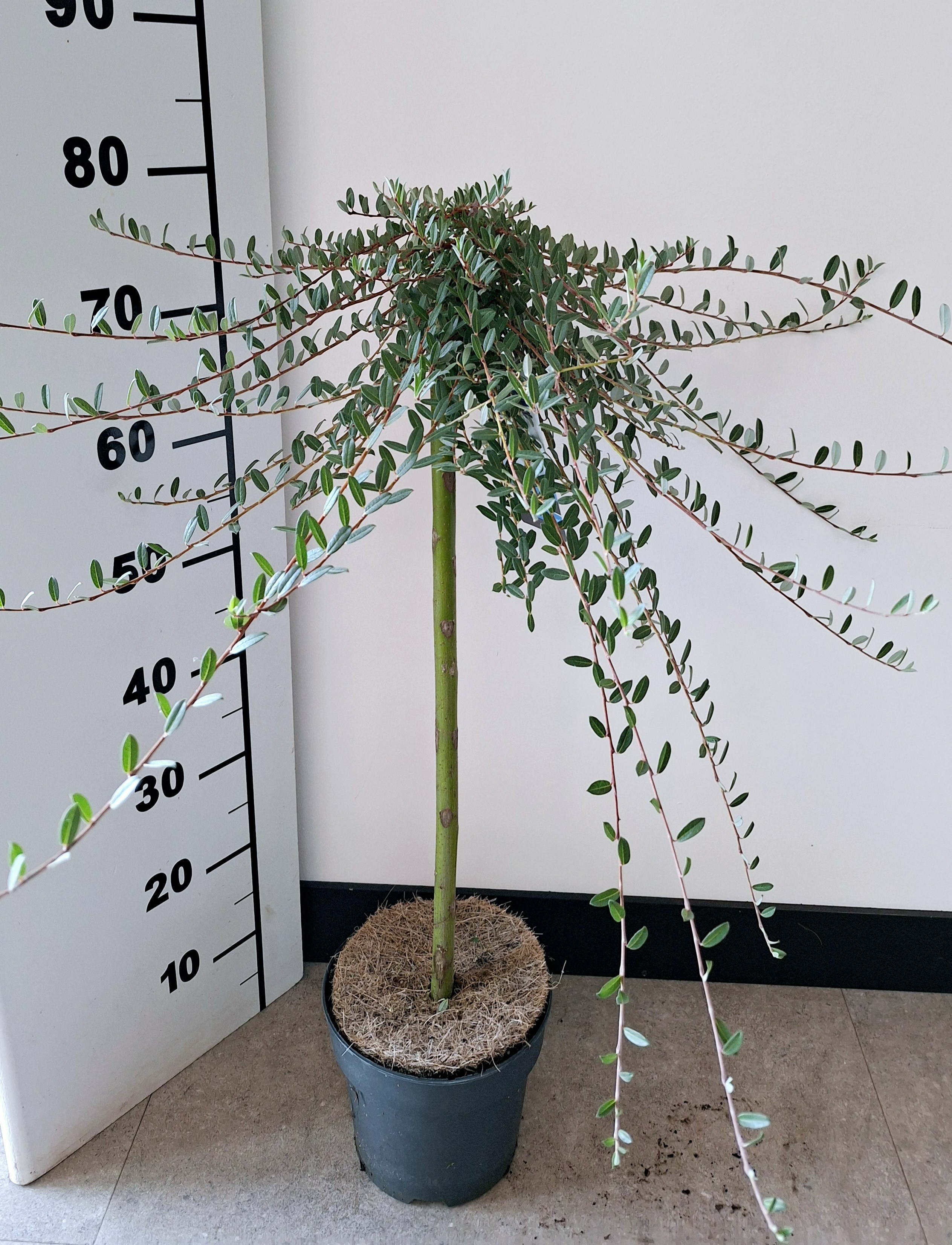 Picture of Salix repens Voorthuizen P19 (3 Ltr) 80/STD (LOOSE)