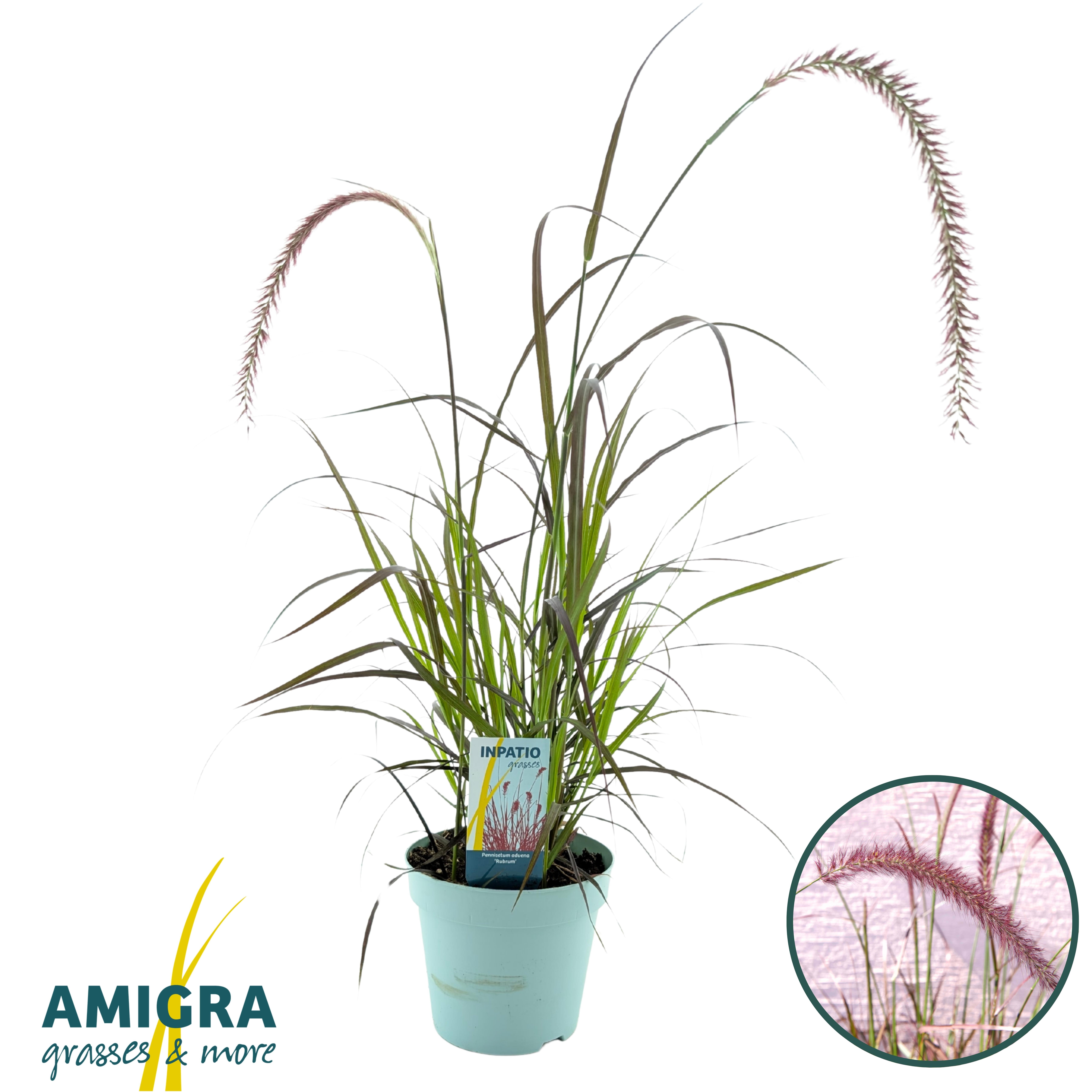 Picture of Pennisetum advena'Rubrum'