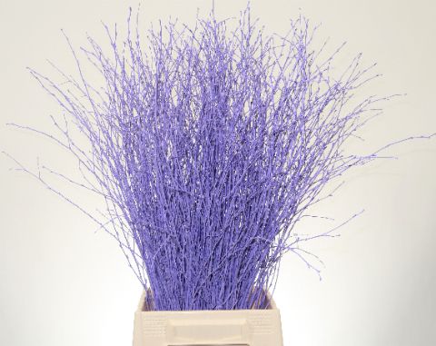 Betula L70 Light Milka