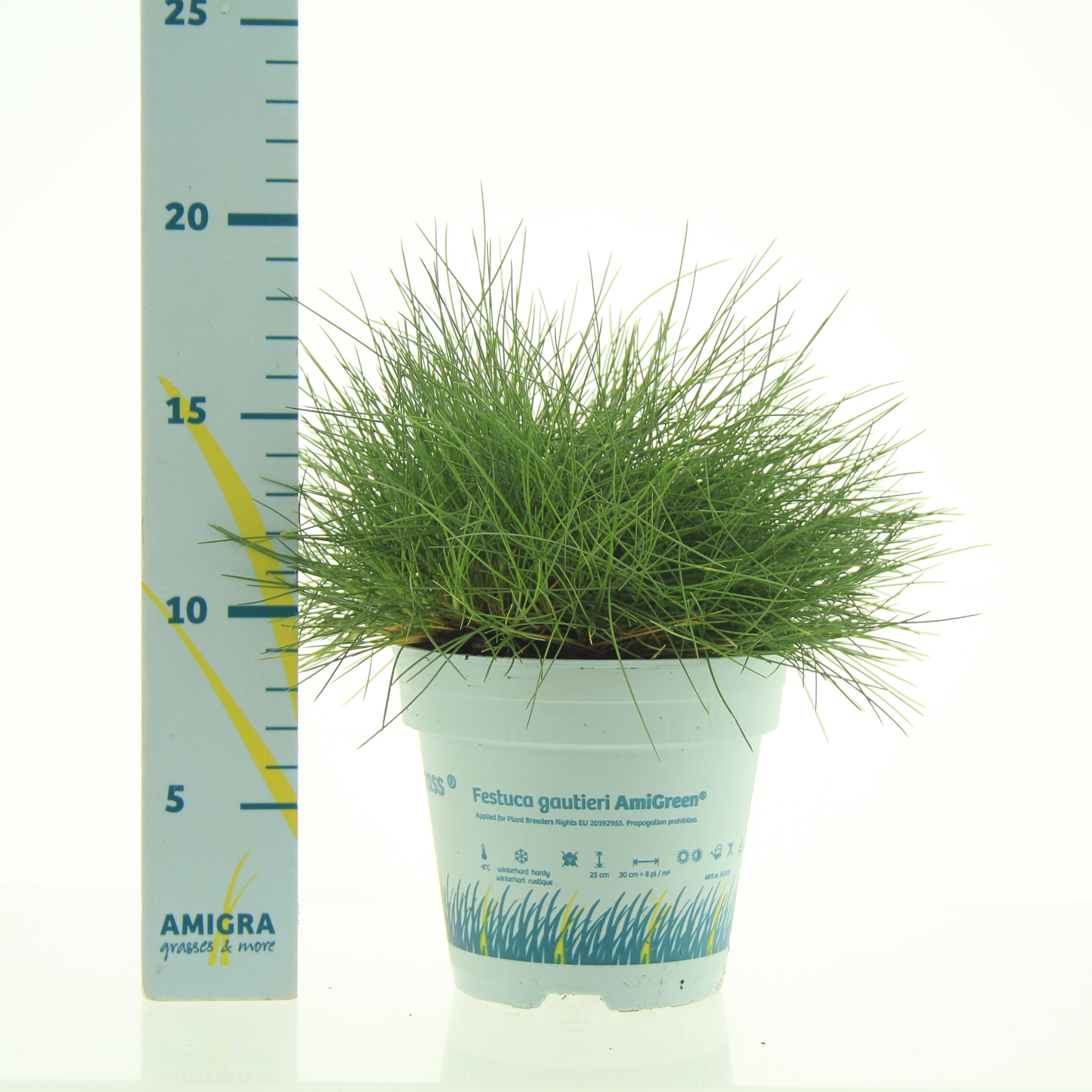 Picture of Festuca gautieri AmiGreen® P10.5