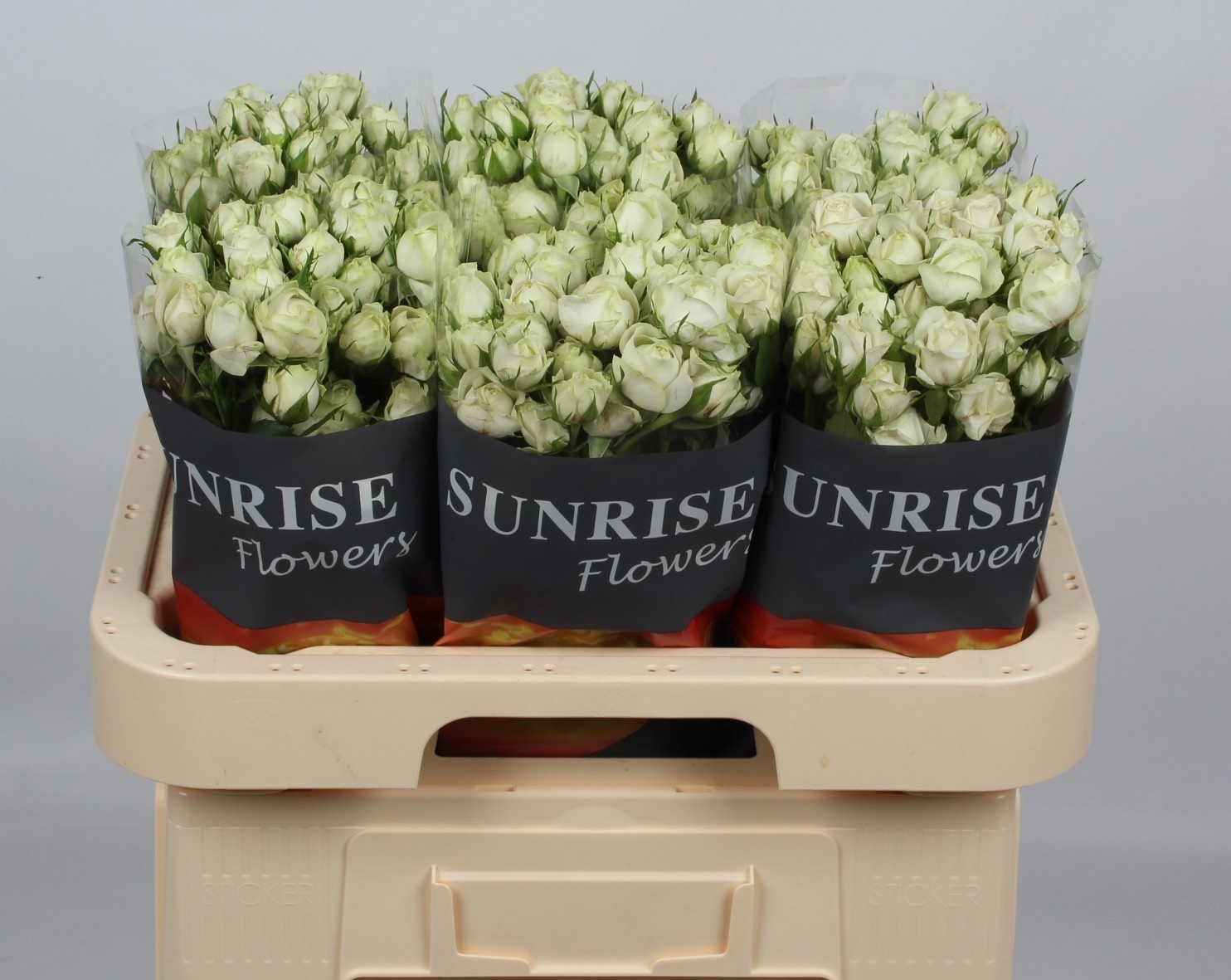 Rosa Spr 60cm