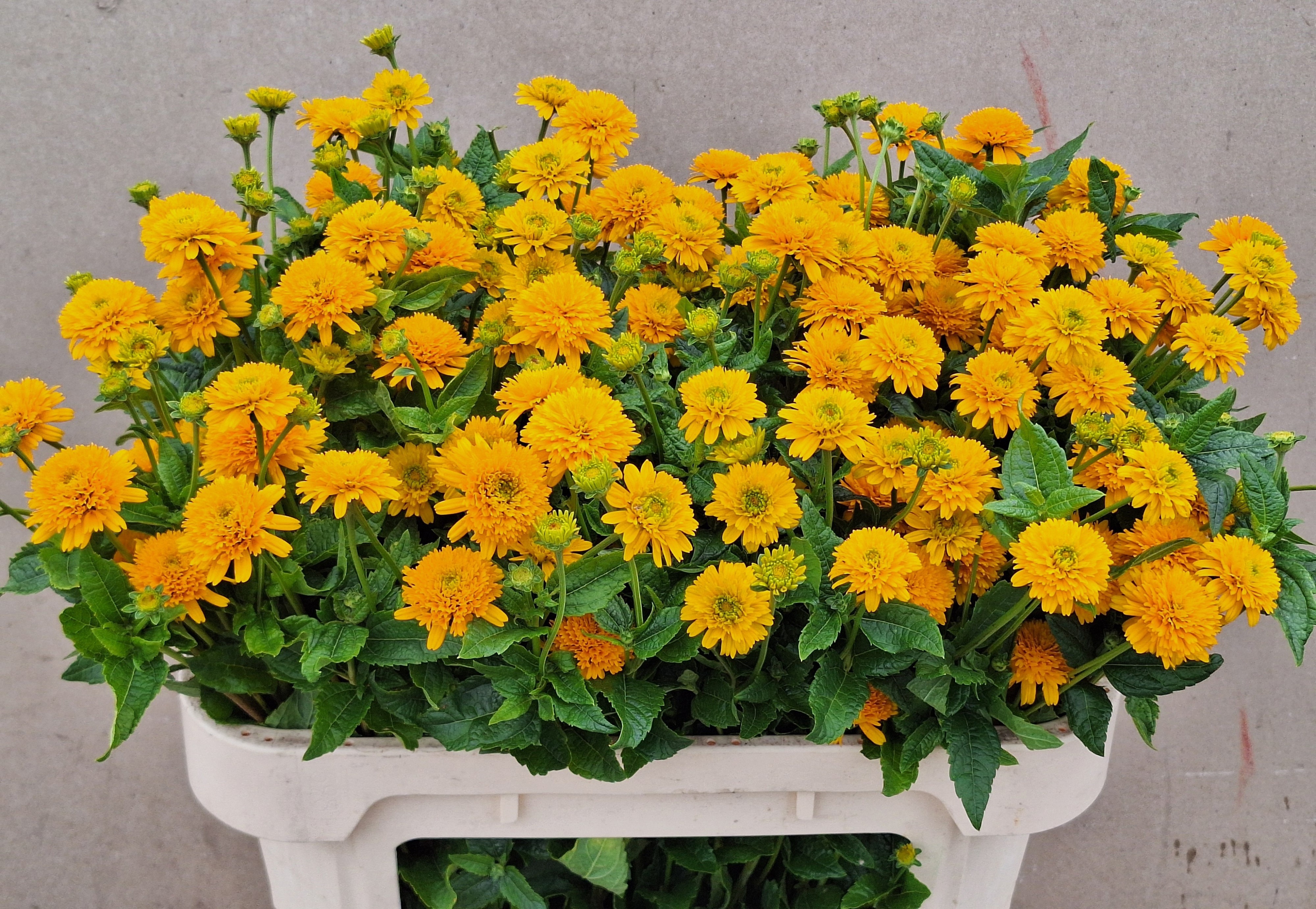 Heliopsis Hel Asahi 70cm