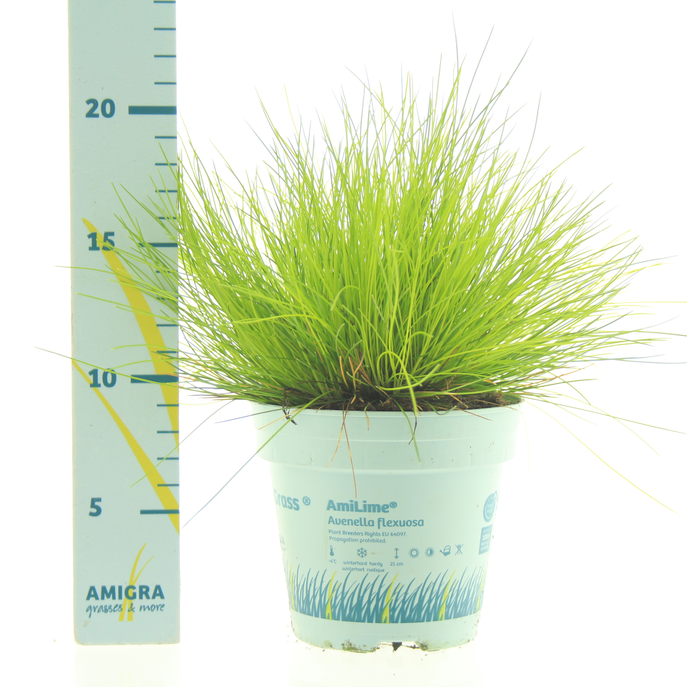 Picture of Deschampsia flexuosa AmiLime®