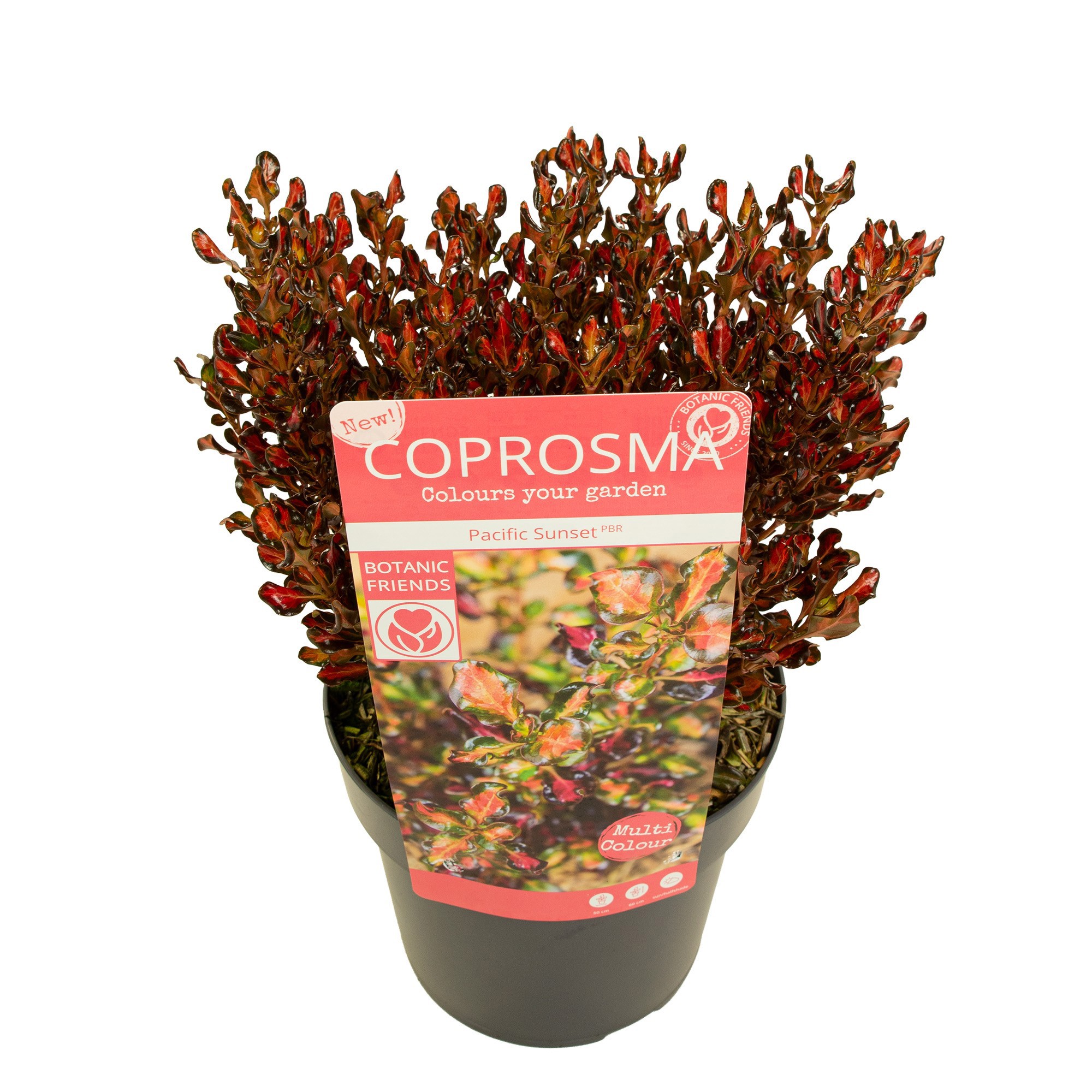 Coprosma Pacific Sunset ('JWNCOPPS')