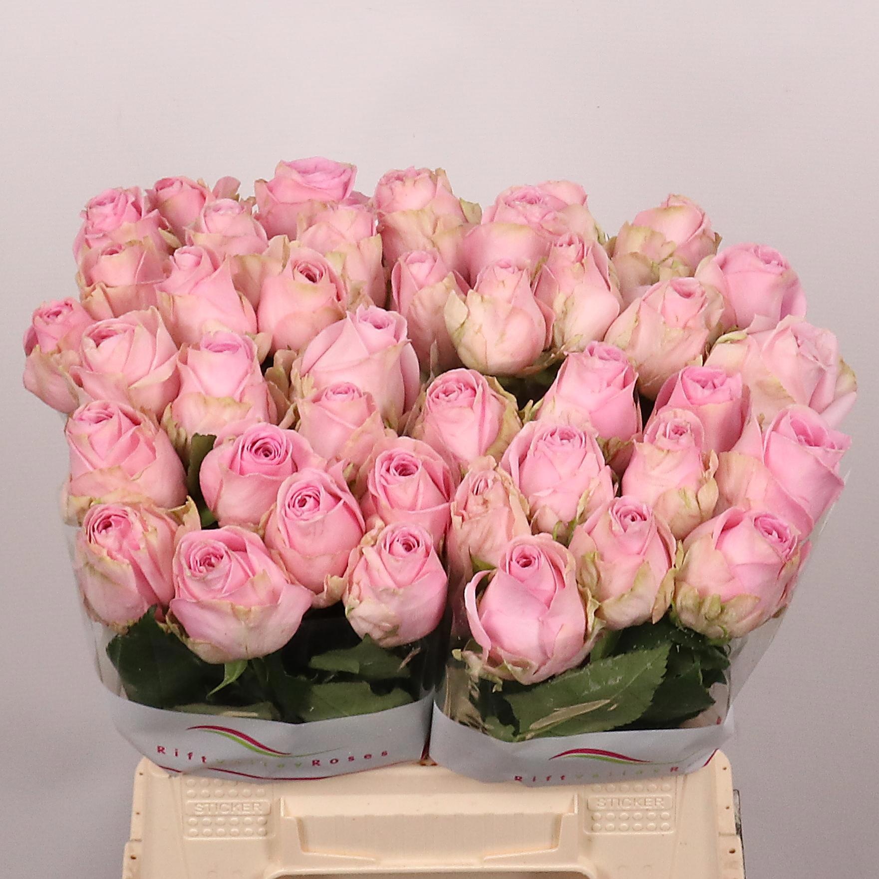 Rosa Heidi! 40cm