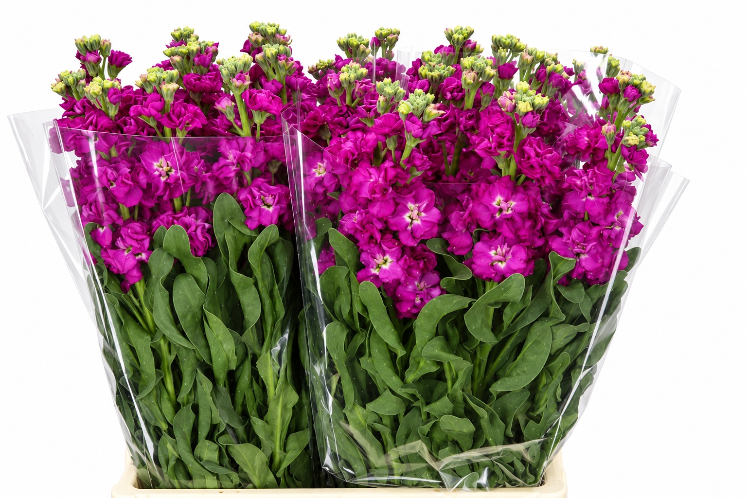 Matthiola Iron Pink 60cm