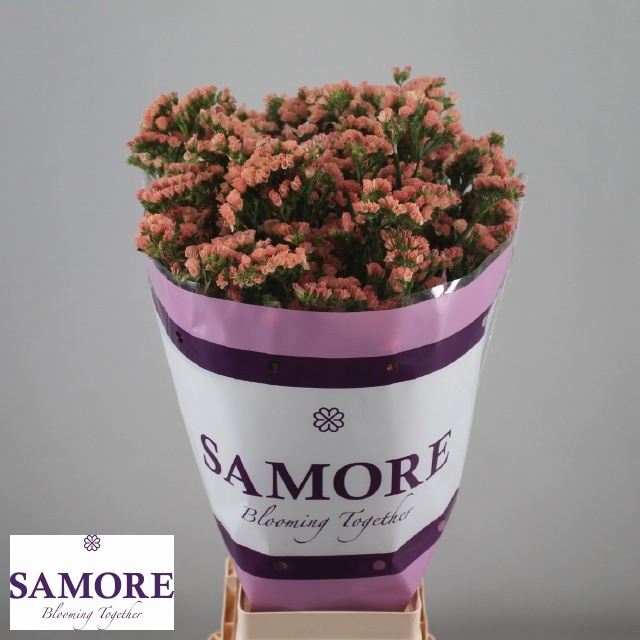 Limonium St Royal Orange 80cm 50gram
