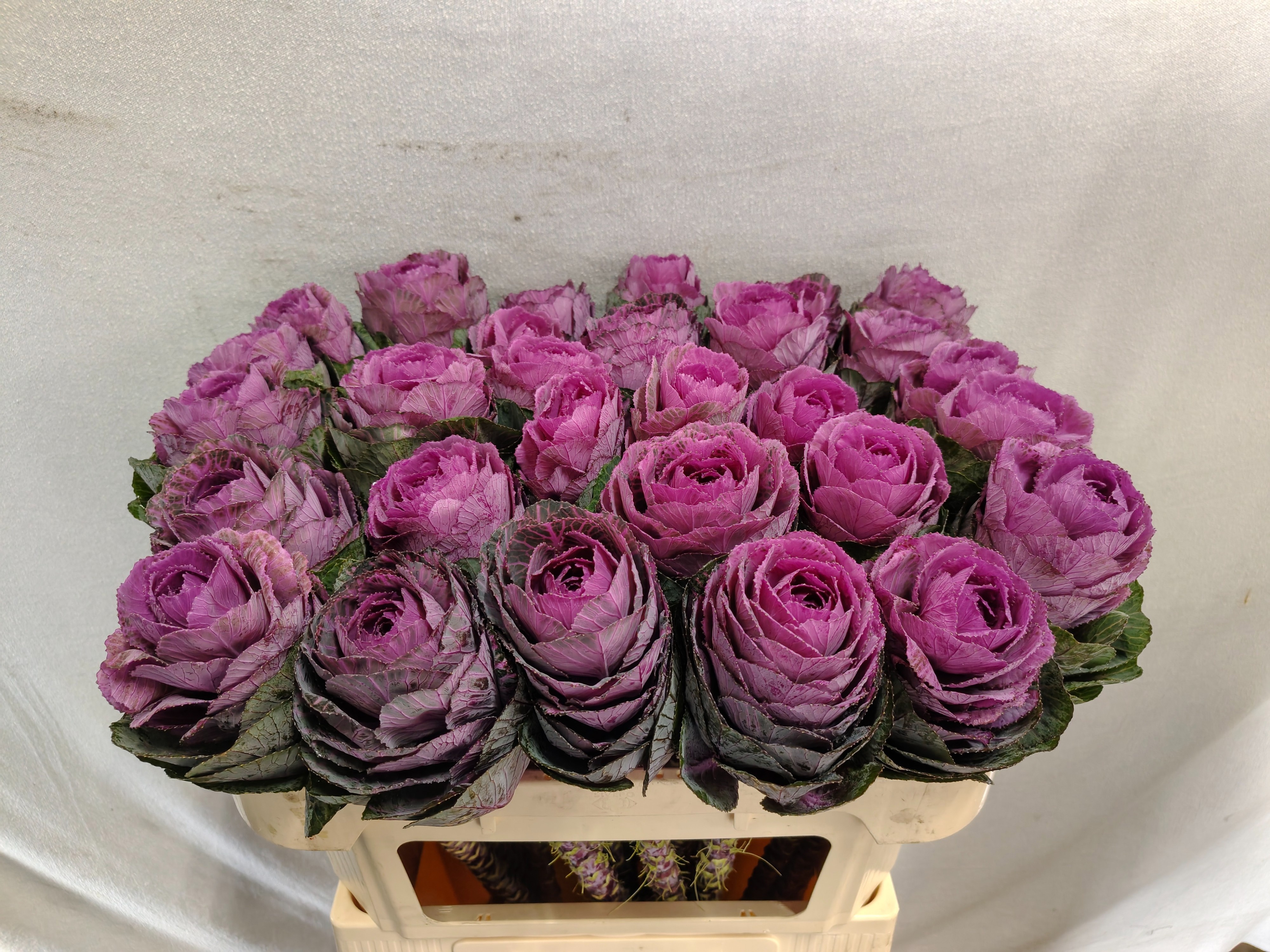 Brassica Condor Red 70cm