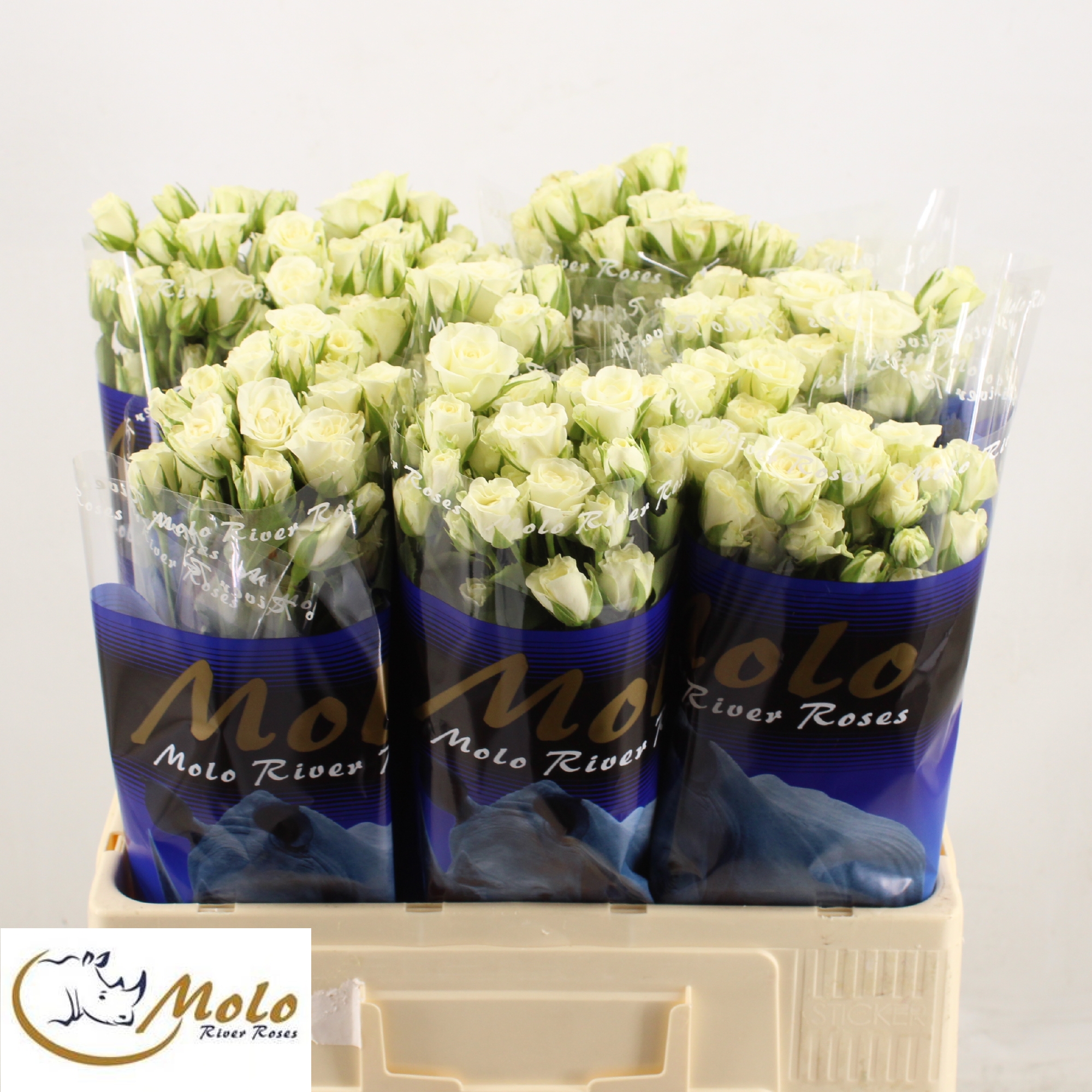 Rosa Spray Snowflake 60cm