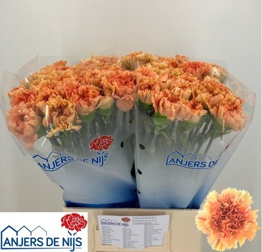 Dianthus St Dafne 60cm