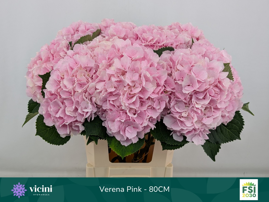 Hydr M Verena