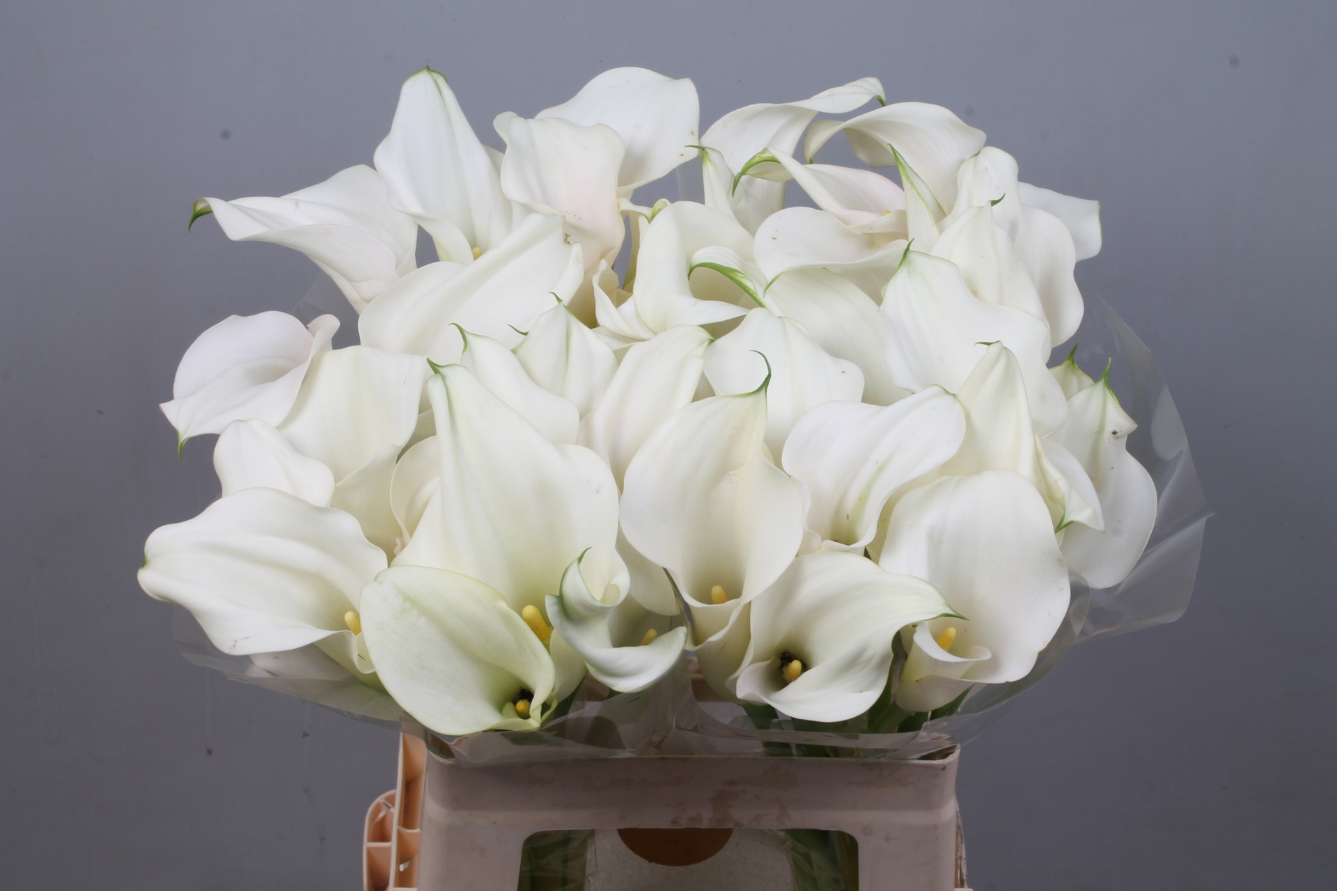 Calla Capt Ventura 60cm