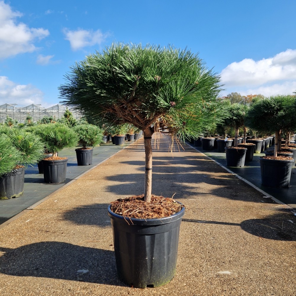 Picture of Pinus nigra Brepo C20 30/STD (LOOSE)