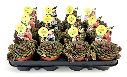 Sempervivum Vasi Petro p8.5 Belgicactus