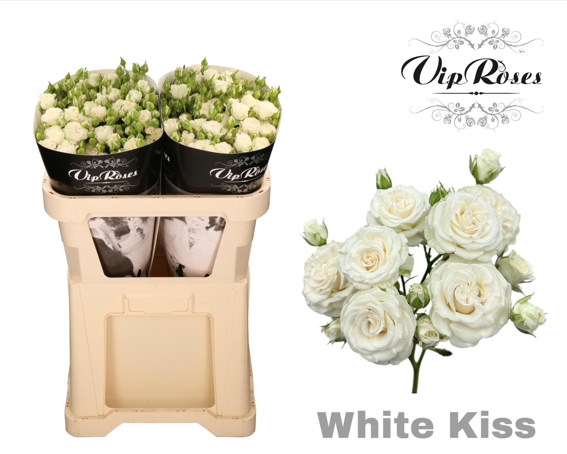 R Tr White Kiss+