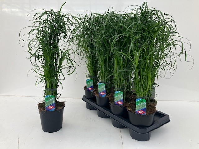 Cyper Alternifolius 14P 60H