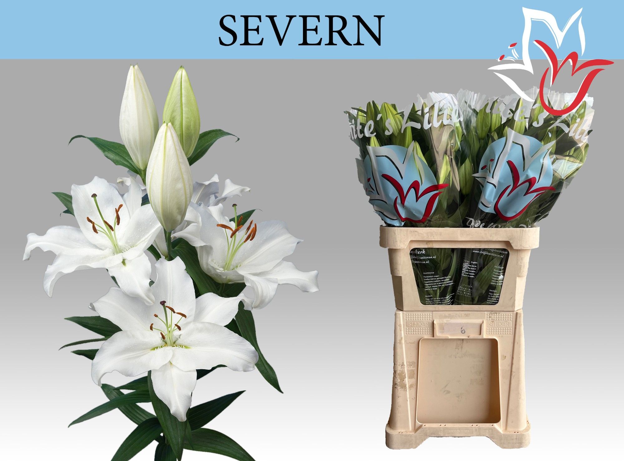 Li Or Severn