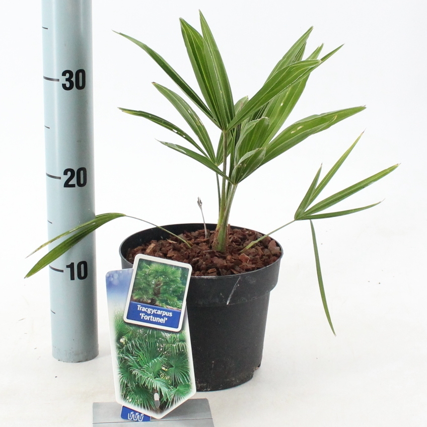 Picture of Trachycarpus fortunei P17 (2 Ltr)