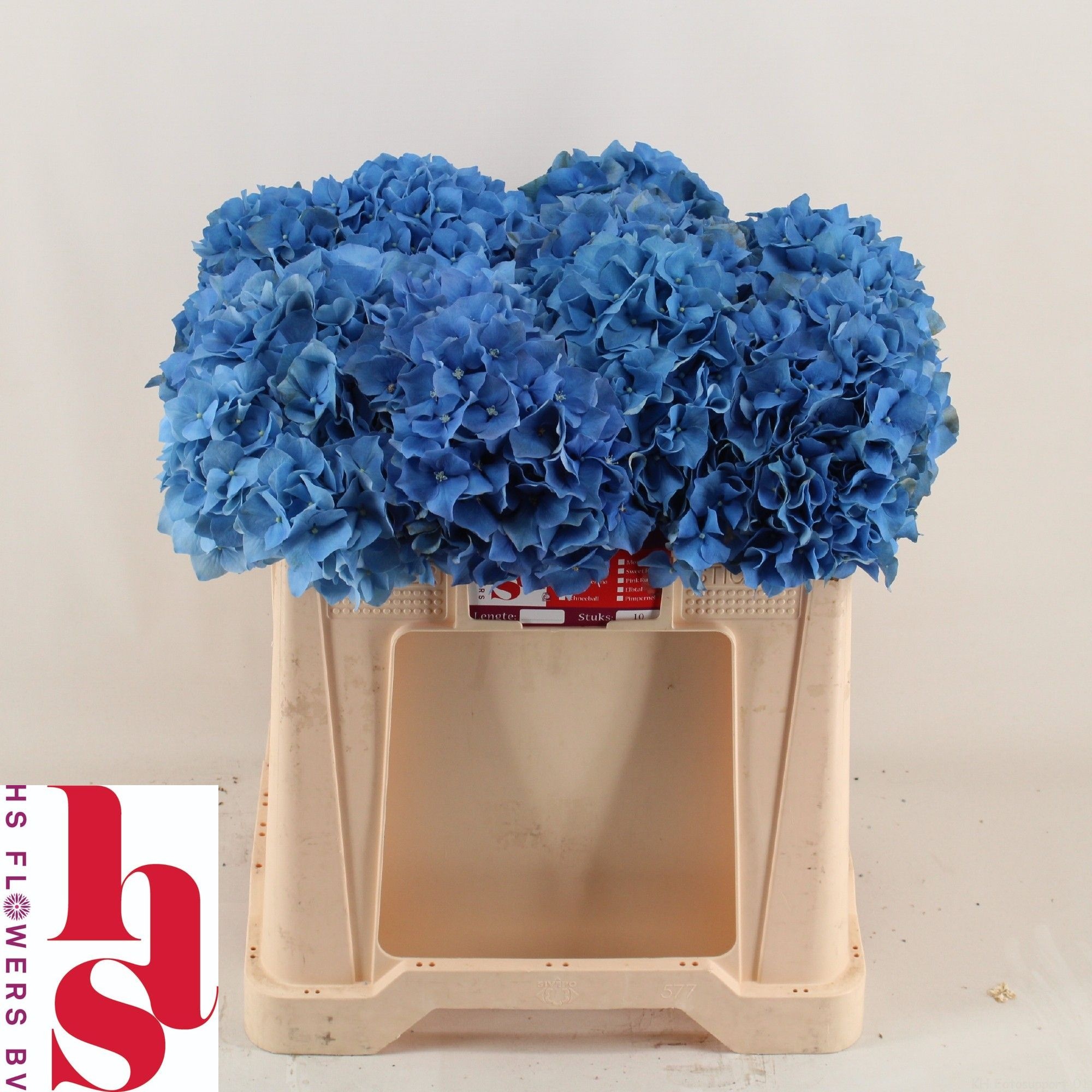 Hydrangea Pimpernel 50cm 17Ø