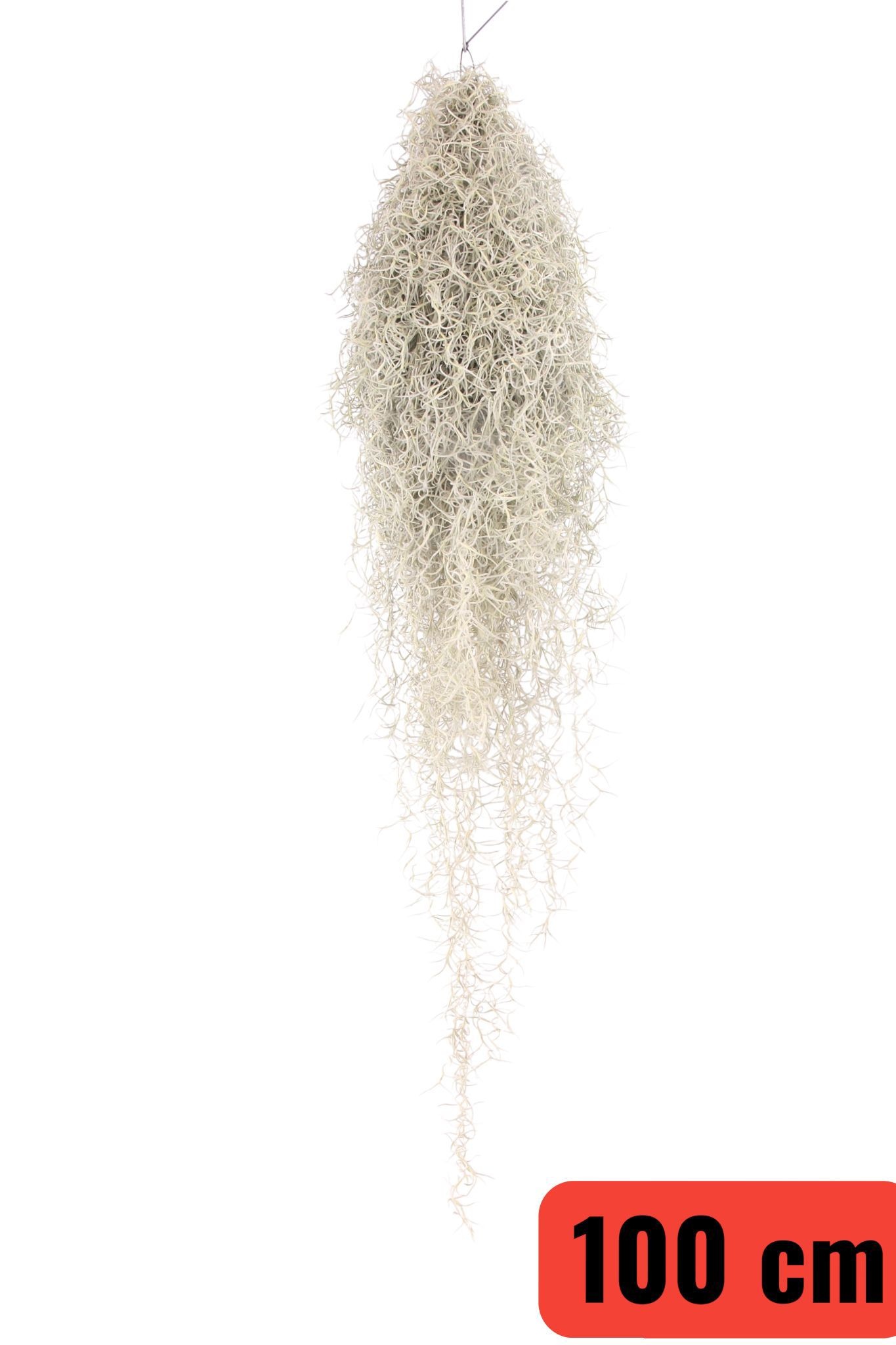 Till Usneoides