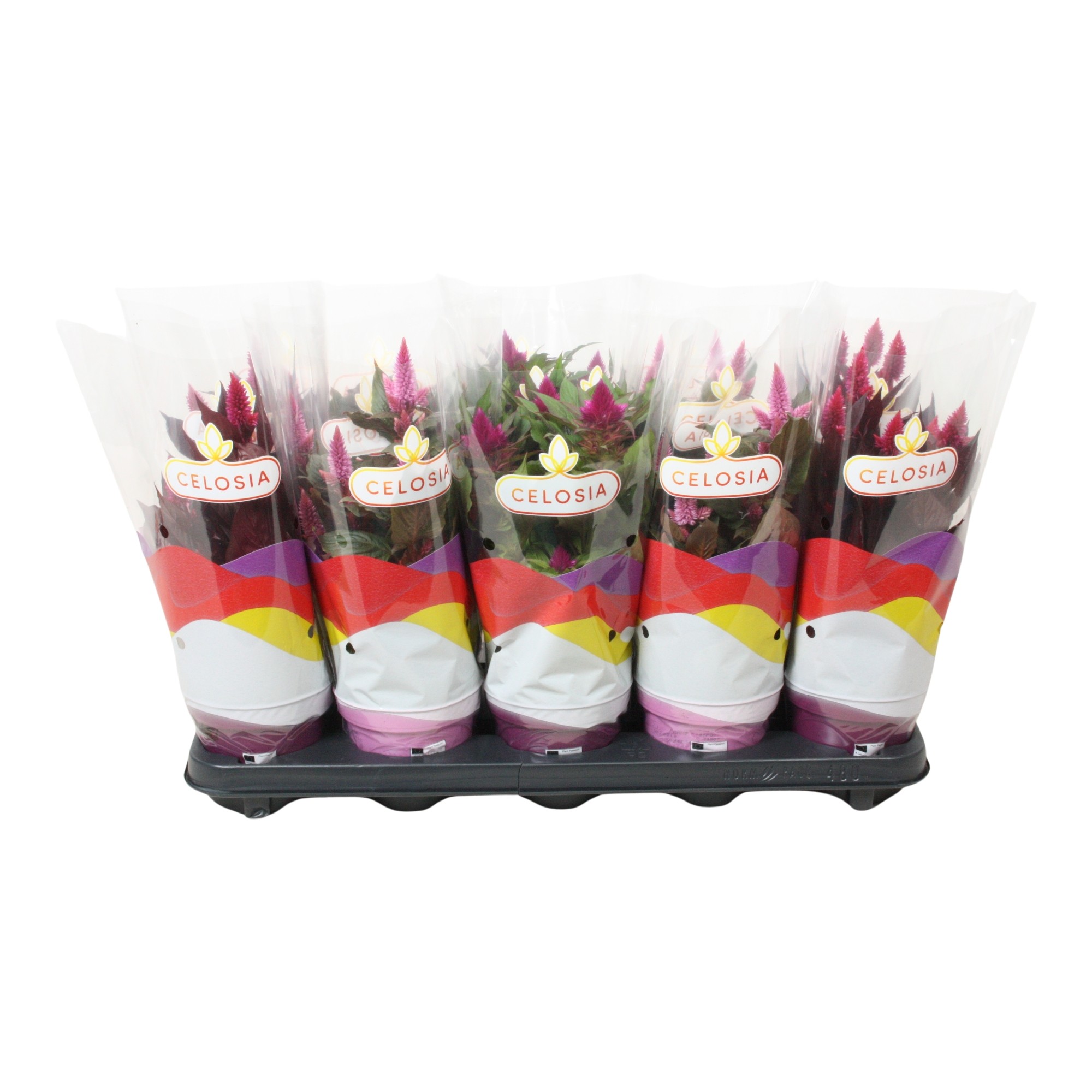 Celosia 'Magic' mix