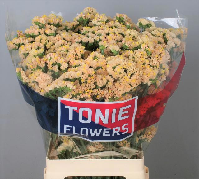 Limonium St Holy Apricot 70cm 34gram