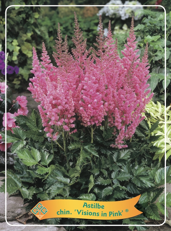 Picture of Astilbe mix 6x10 srt. per shelve P11