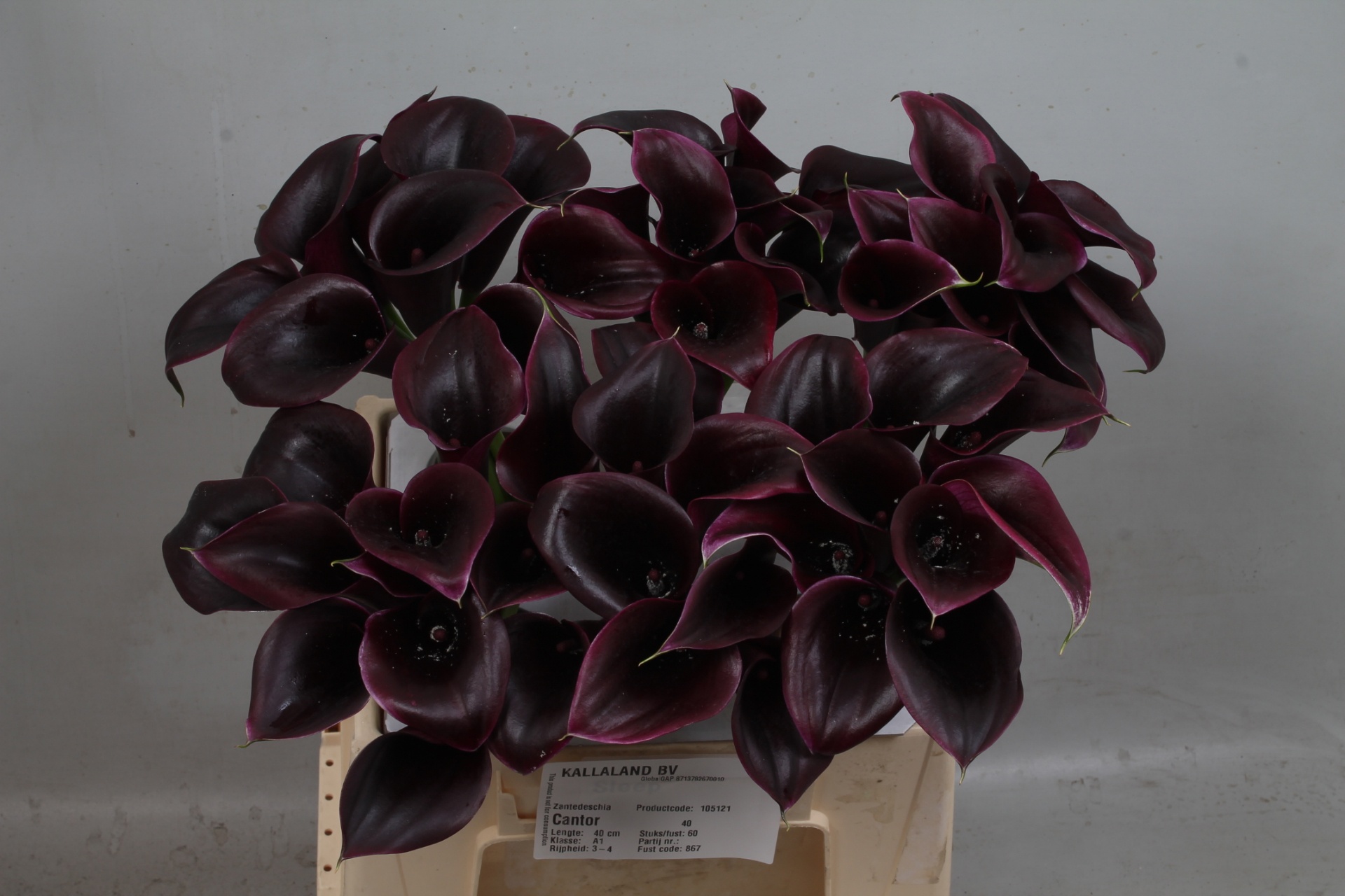 Calla Cantor 40cm