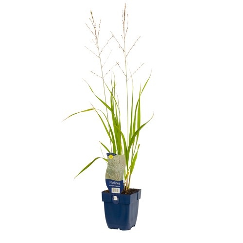 Molinia arundinacea 'Transparent'