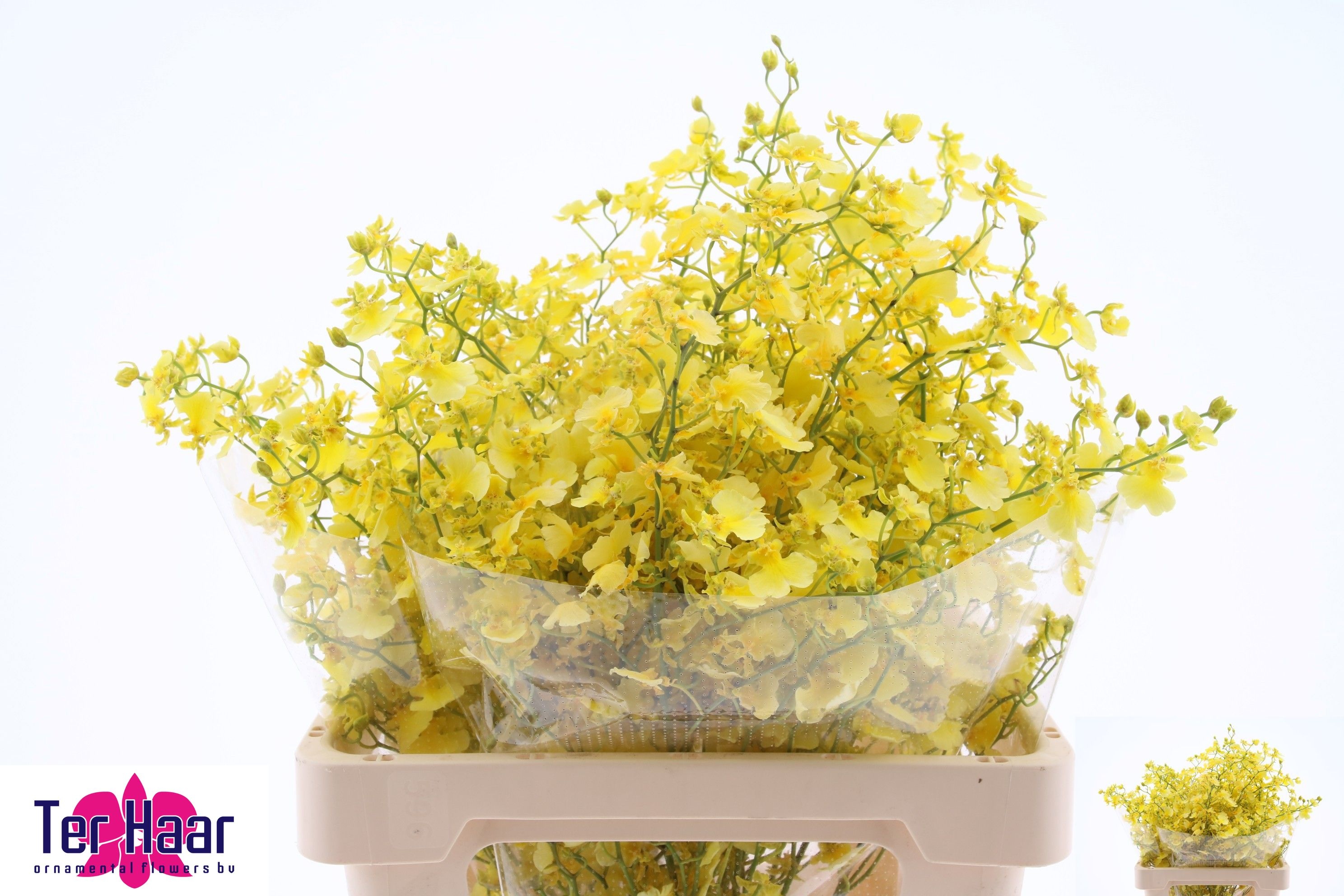 Oncidium Yellow 70cm