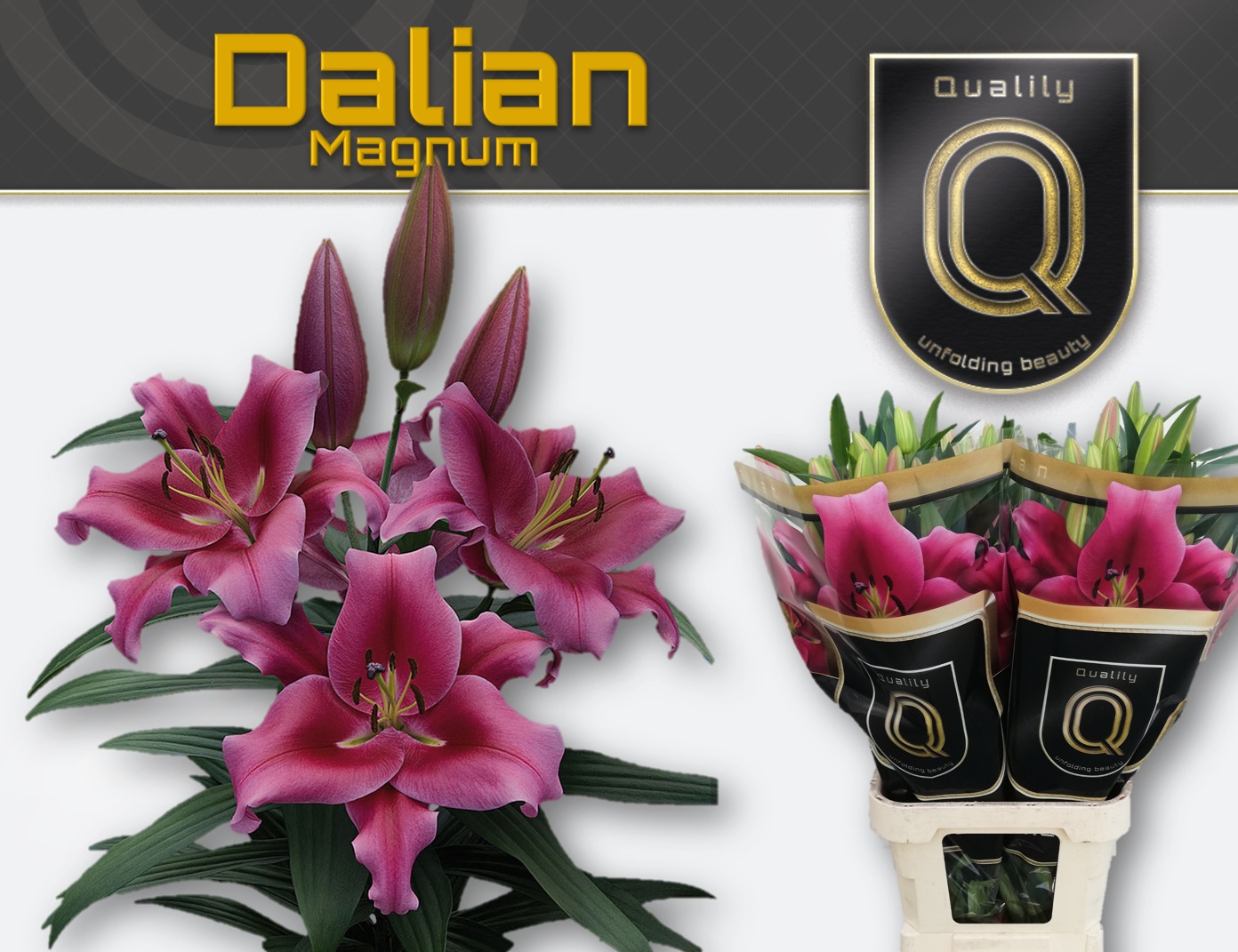 Li Ot Dalian