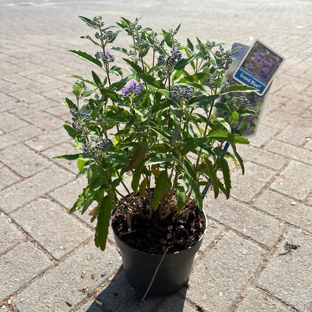 Picture of Caryopteris cland. Grand Bleu® ('Inoveris'PBR)