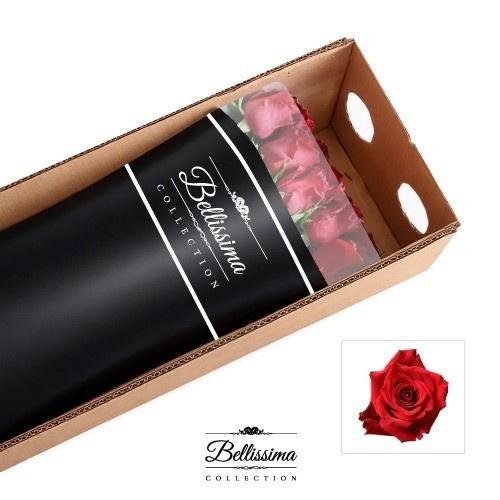Rosa Ever Red 60cm