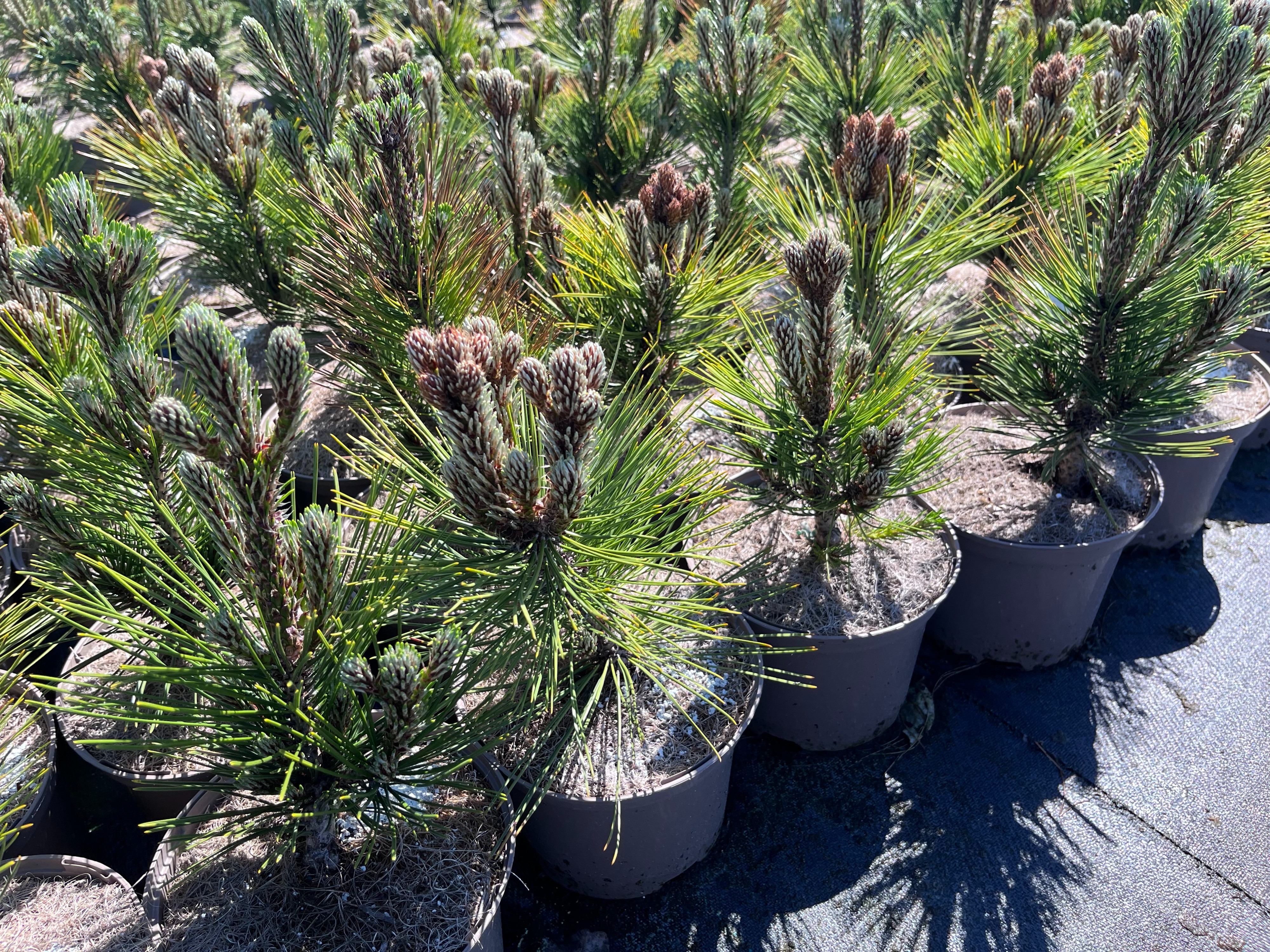 Pinus heldreichii 'Compact Gem'