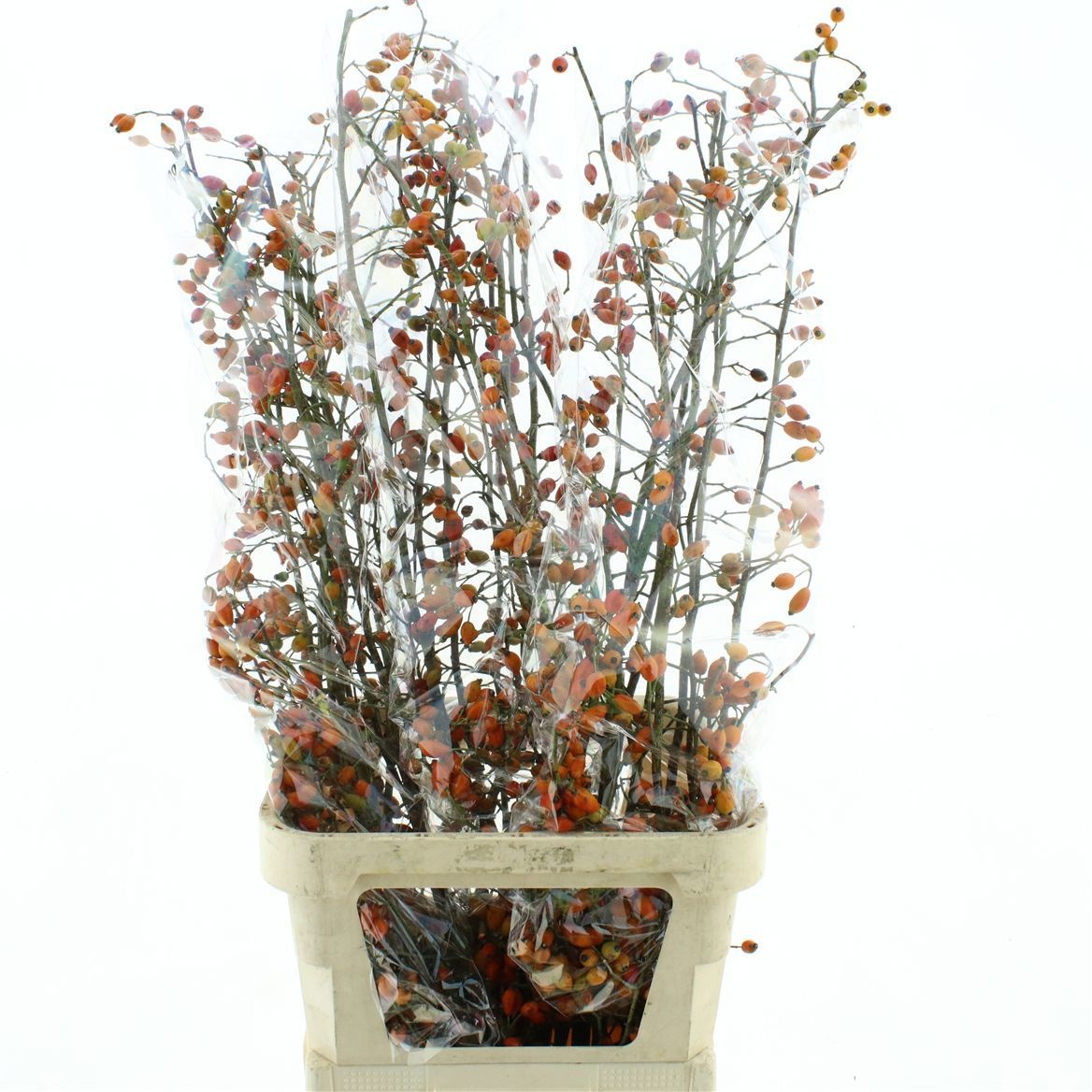 Rosa Zaffiro 120cm