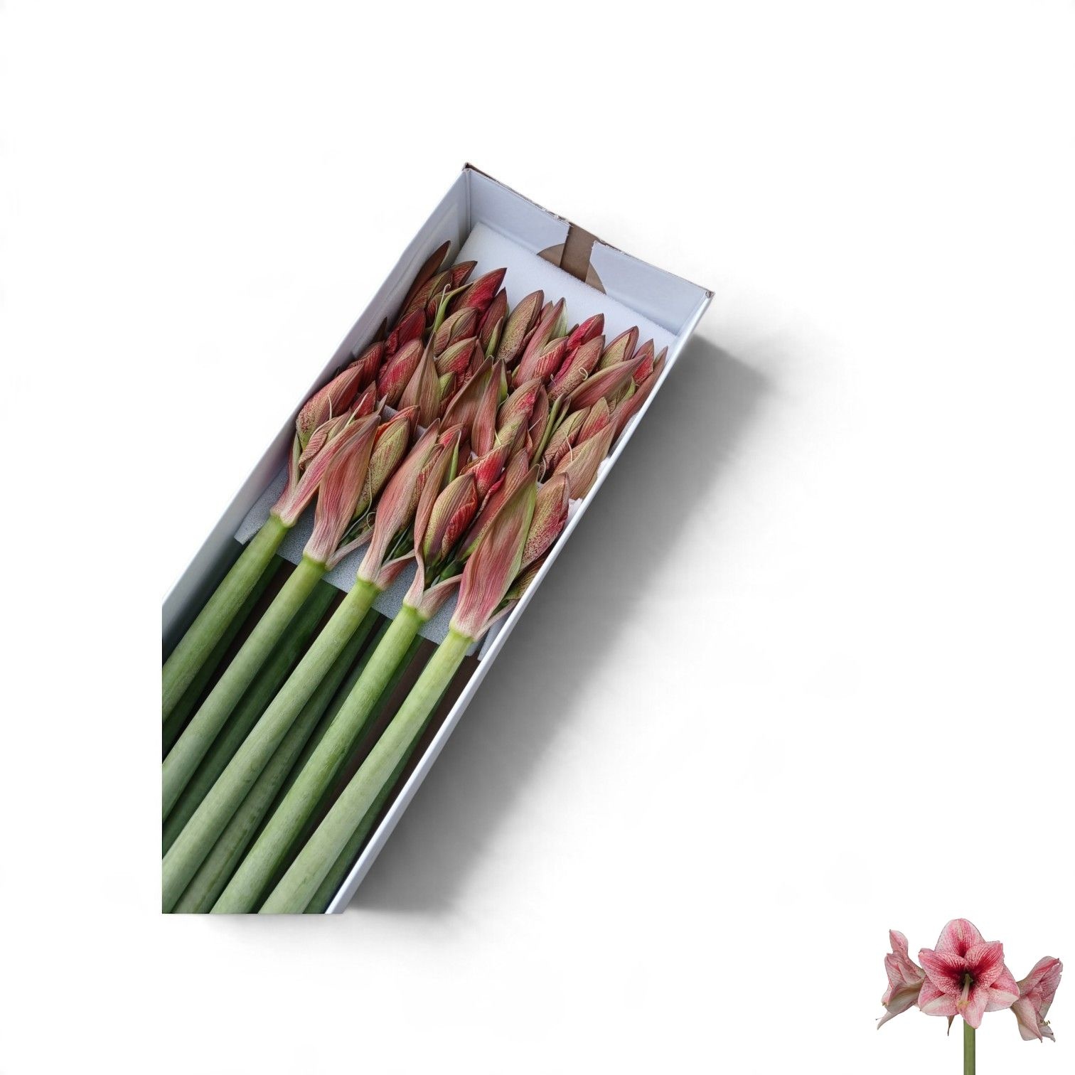 Hippeastrum Revelation 4bl