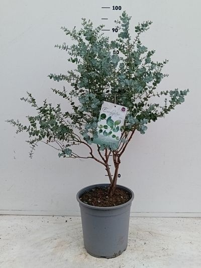 Eucalyptus gunnii c6 struik