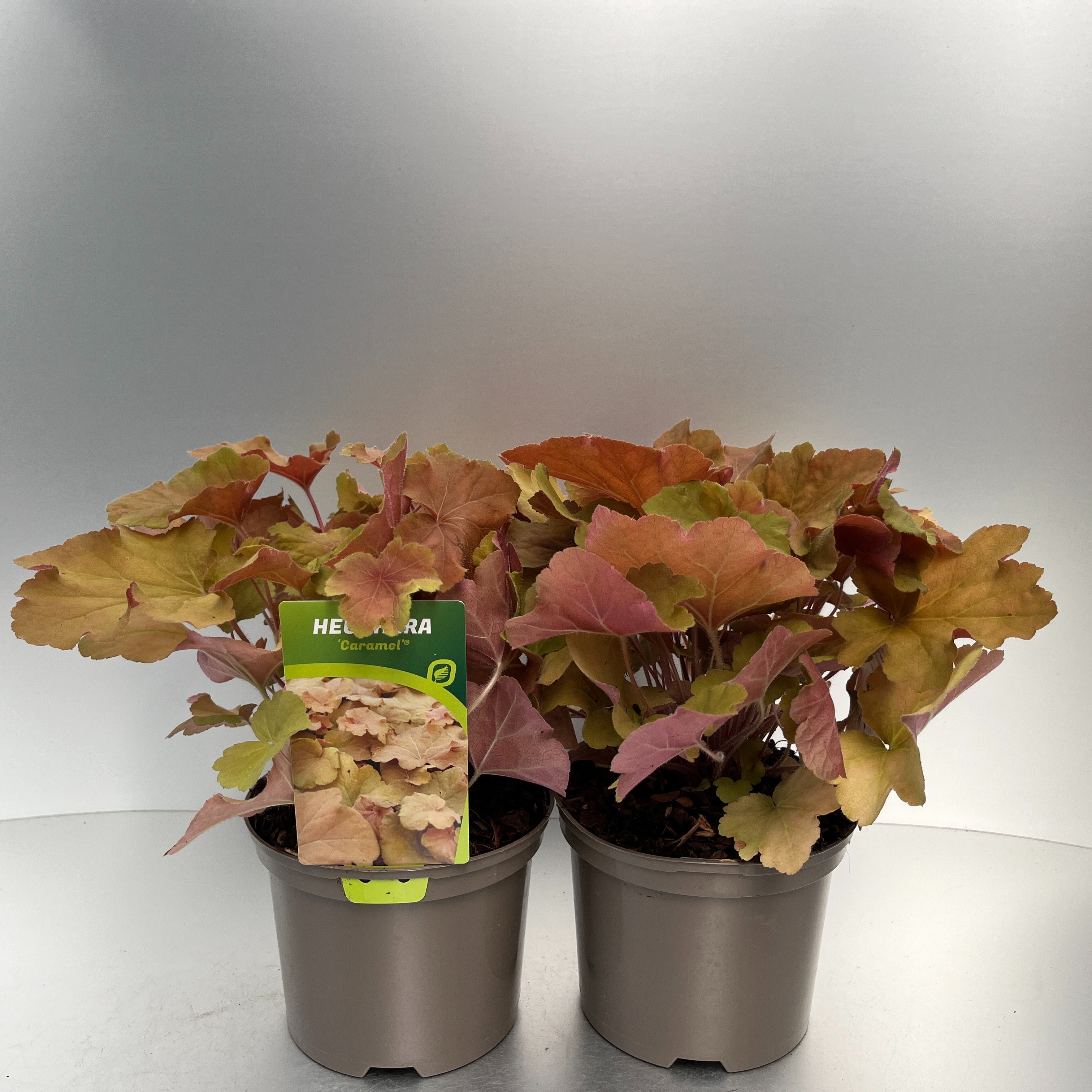 Picture of Heuchera Caramel P17 (2 Ltr)