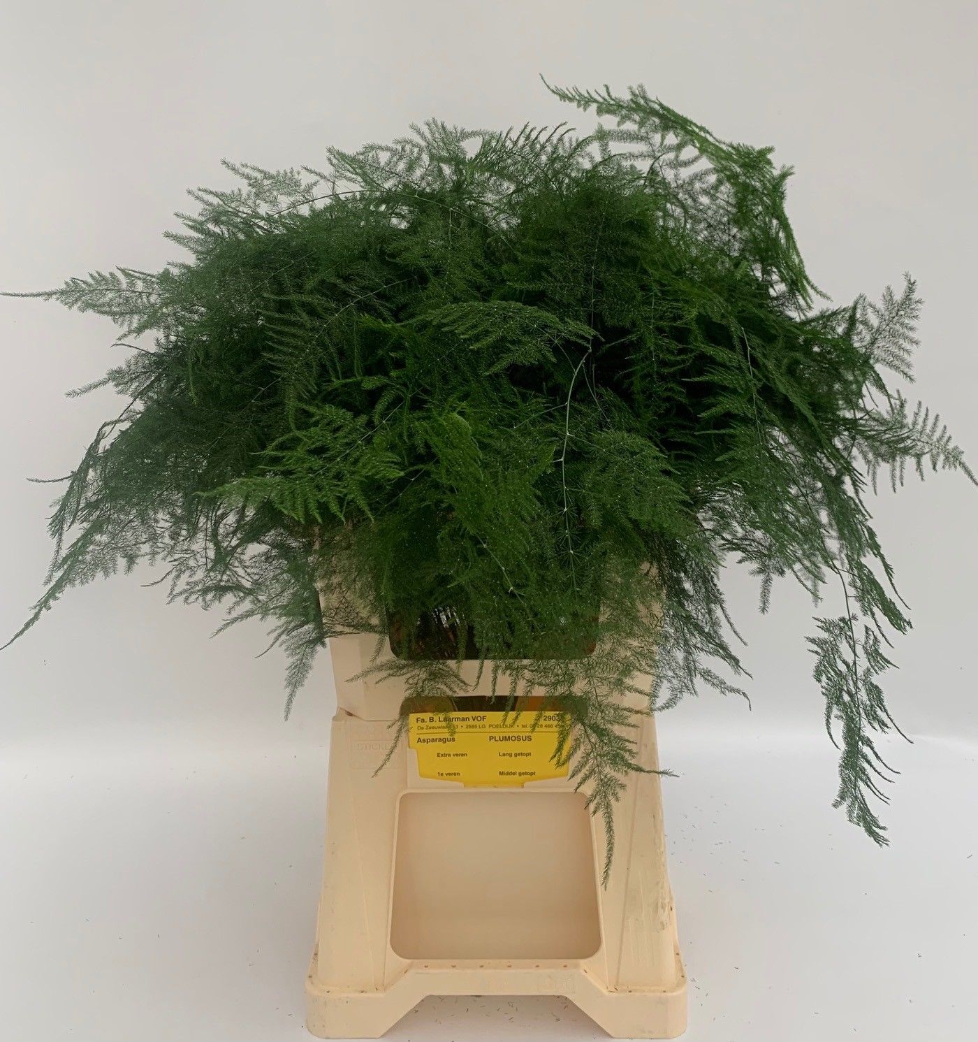 Asparagus Setaceus Green 60cm